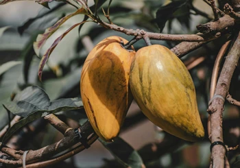 Cocoa plant