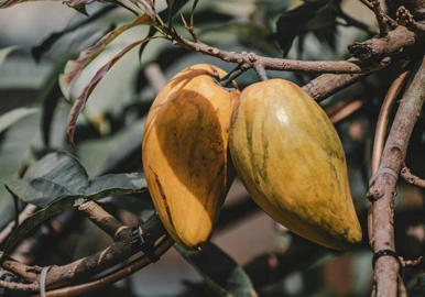 Cocoa plant