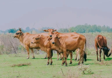 Cattle (brown cows)