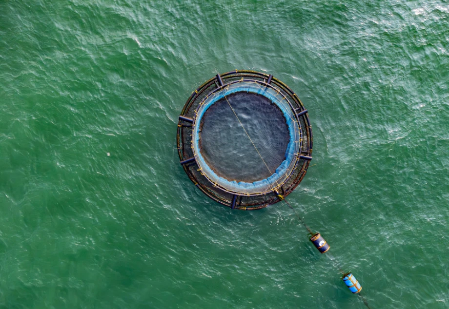 Fishing in green waters