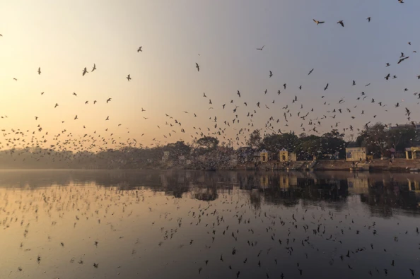 Birds above city