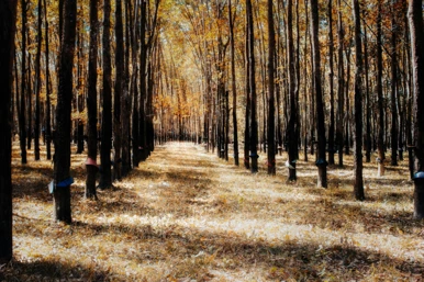 Rubber plantation
