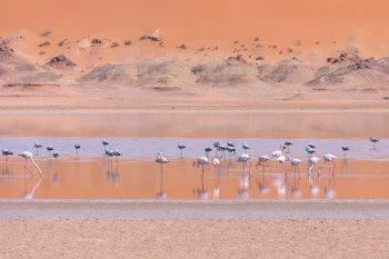 Desert with flamingos
